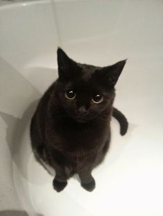 a black cat is sitting in a white sink and looking at the camera with an intense look on its face