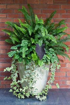 a large potted plant sitting on top of a table next to a brick wall