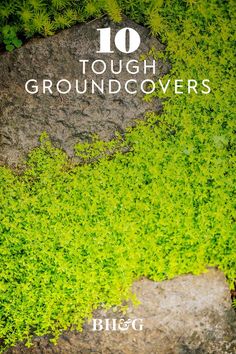 green plants growing on the ground with text overlay that reads 10 great groundcovers