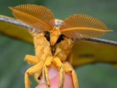 a close up of a person holding a small yellow insect on their finger and wings