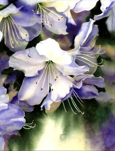 purple and white flowers are shown in this watercolor painting style photo by artist susan grisby