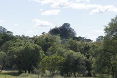 a herd of cattle grazing on top of a lush green field