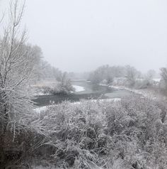 snow covered trees and bushes next to a river in the distance with water running through it