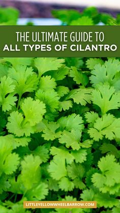 the ultimate guide to all types of cilantro