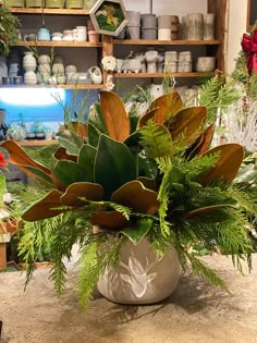 a potted plant sitting on top of a counter