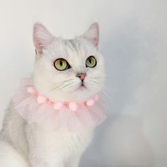 a white cat with green eyes wearing a pink tutue and a light pink collar