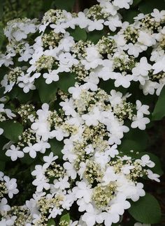 white flowers with green leaves in the foreground