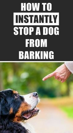 a dog looking up at someone pointing to it with the words how to instantly stop a dog from barking