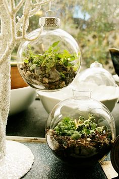 two glass vases filled with plants sitting on top of a table next to a tree