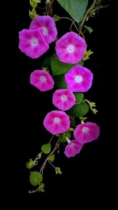 pink flowers with green leaves on a black background