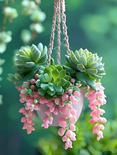 some pink and green plants hanging from a planter in the air with chain attached to it