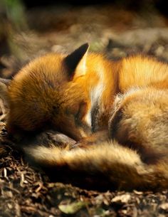 a red fox curled up asleep on the ground