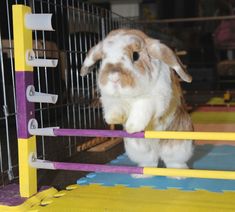 a rabbit in a cage with purple bars on it's sides and his head sticking out