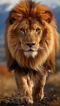 a lion walking down a dirt road with mountains in the background