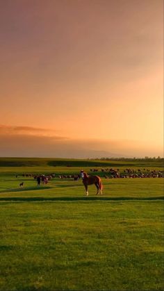 a horse is standing in the middle of a field with other horses and cows behind it