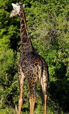 a tall giraffe standing in the middle of some bushes and trees with it's head up