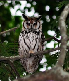 an owl sitting on top of a tree branch