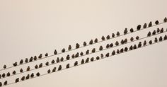 a flock of birds sitting on top of an electric wire in the day time,