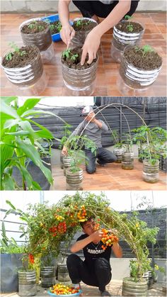 two pictures showing different stages of growing tomatoes in pots and the same photo shows how they are