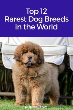 the top 12 rarest dog breeds in the world