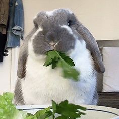 a rabbit is eating lettuce from a bowl on the table in front of him