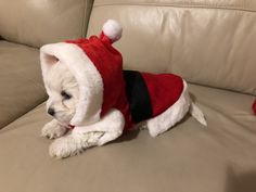 a small white dog wearing a red and black santa hat on top of a couch