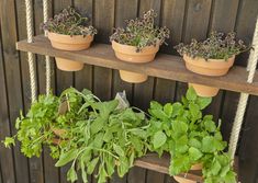 several potted plants are hanging on a wooden shelf