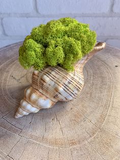 a close up of a plant on top of a wooden table