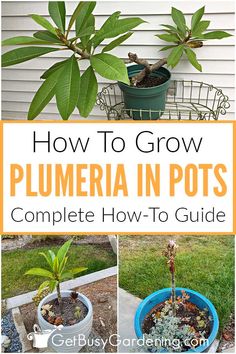 how to grow plumberia in pots complete guide