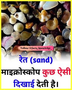 some rocks and shells with the words sand written in english