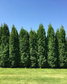 a row of tall green trees sitting in the middle of a field