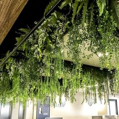 green plants hanging from the ceiling in an office