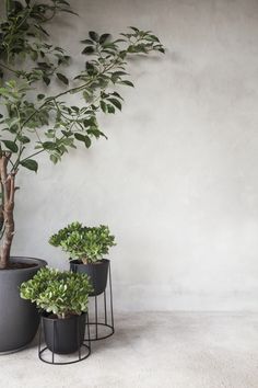 three potted plants sitting next to each other in front of a white wall and floor