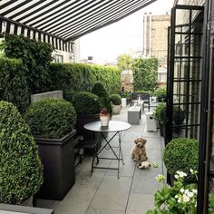 an outdoor patio with potted plants and a small dog sitting on the floor next to it