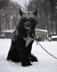 a large black and white dog sitting in the snow with chains on it's neck