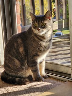 a cat sitting in front of a sliding glass door