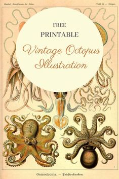 an old book cover with octopuses and other sea creatures