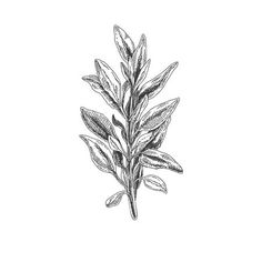 a plant with leaves drawn in black and white