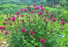 pink flowers growing in the middle of a field with green grass and trees behind them