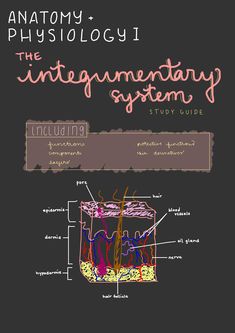 anatomy and physiollogy the integumenary system study guide