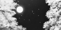 a black and white photo of trees with the moon in the background