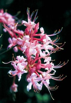 pink and white flowers are blooming in the sun