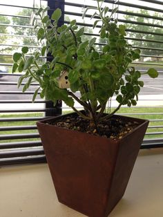 a potted plant sitting on top of a window sill