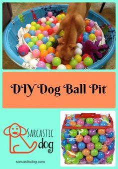 a dog is playing with balls in a blue plastic bowl and the words diy dog ball pit