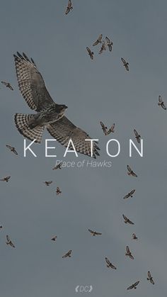 a flock of birds flying in the sky with text that reads keaton race of hawks