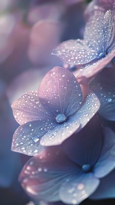 purple flowers with water droplets on them