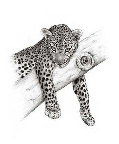 a pencil drawing of a leopard resting on a tree branch with its paw in the air