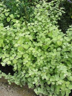 some green plants are growing next to each other in the dirt and gravel area with yellow flowers