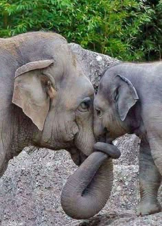 two elephants touching each other with their trunks