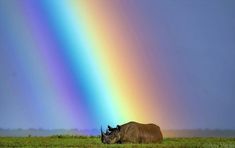 a rhino laying in the grass under a rainbow